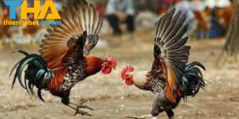 Đá Gà C1 THIENHABET: Những Trận Đấu Kịch Tính Nhất 2025 1 Giới thiệu tổng quan C1 THIENHABET