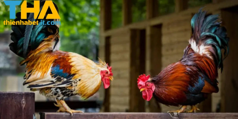 Đá Gà C1 THIENHABET: Những Trận Đấu Kịch Tính Nhất 2025 2 Các trận đấu nổi bật của đá gà C1 THIENHABET