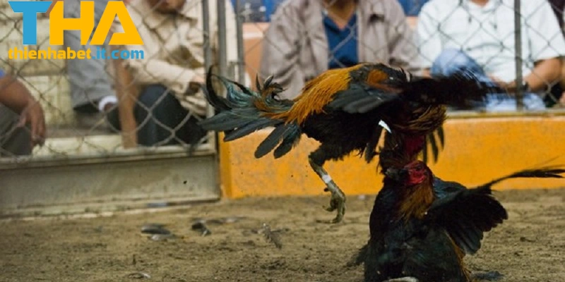 Đá Gà C1 THIENHABET: Những Trận Đấu Kịch Tính Nhất 2025 3 Chiến thuật thi đấu trong đá gà C1 THIENHABET