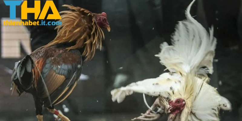 Đá Gà Campuchia THIENHABET: Trải Nghiệm Thể Thao Gay Cấn 3 Chiến thuật để thi đấu đá gà Campuchia THIENHABET