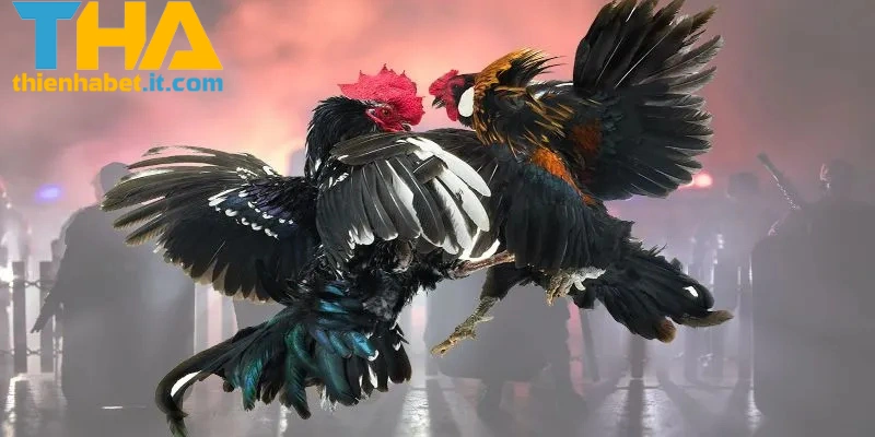 Tìm hiểu luật chơi đá gà THIENHABET