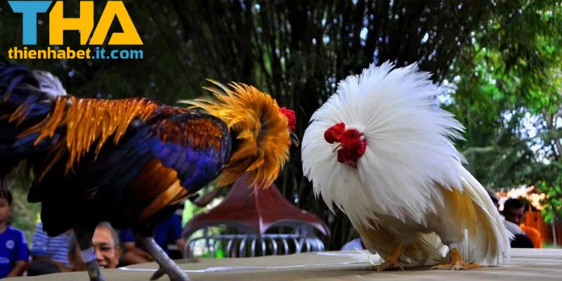 Kinh nghiệm cược đá gà THIENHABET của cao thủ